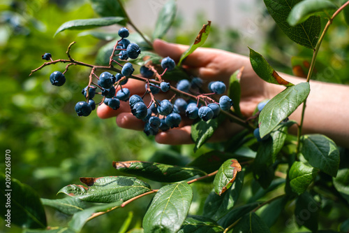 Hand harvesting ripe blueberries in summer. Woman picking fresh blueberries from a garden shrub. Seasonal berry harvest, healthy food and sustainable gardening.