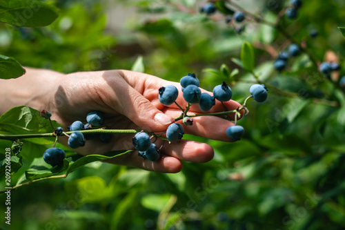 фотографія Picking ripe blueberries in a summer garden