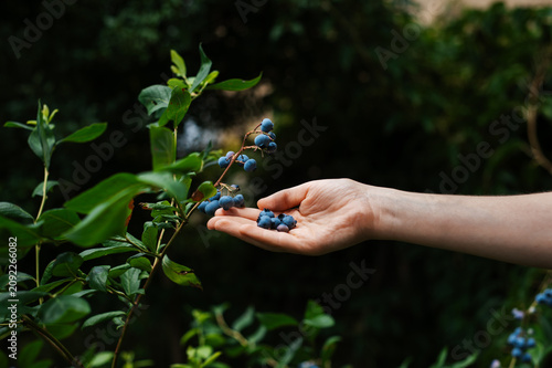 Fresh blueberries in hand after garden harvest. Hand holding freshly picked blueberries near a garden bush. Seasonal fruit harvest and healthy natural food.
