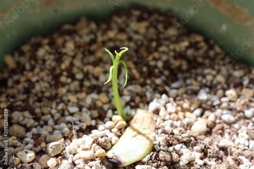 Mango sprout