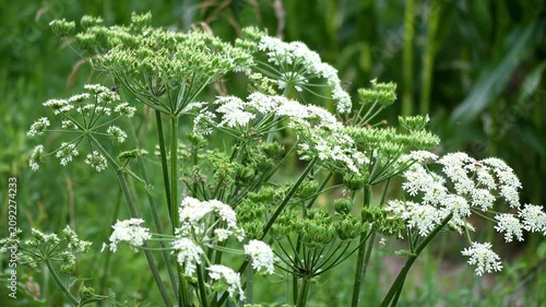 Blooming White Cow Parsnip Flower footage
