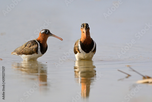 female greater painted-snipe, lovely brown wader bird swimming in swamp with nice reflection shadow in water