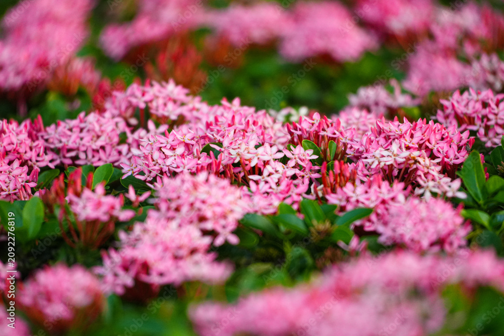 Obraz premium Close up of blooming pink Ixora flowers in the garden with bokeh background