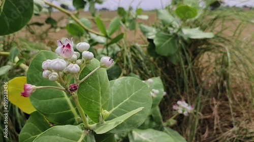 Calotropis procera (Crown flower) is a shrub with leathery leaves, waxy purple-white blooms, and toxic milky sap used cautiously in traditional medicine.

