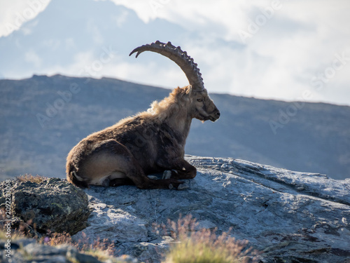 Fotografía bouquetin couché sur un rocher regarde le paysage, de profil, avec ses longues c