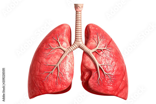 Obraz na płótnie Detailed 3D rendering of healthy human lungs and respiratory system on a black b