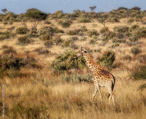 Photography Giraffe
