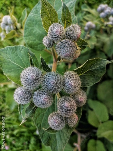 berries of a plant Bur, Burdock