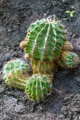Cluster of ribbed green cacti with spines in moist soil