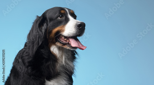 Obraz na plátně Close up portrait of a bernese mountain dog puppy on a completely light blue background with space for text