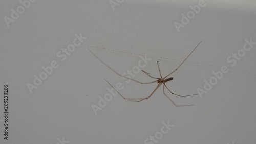 Spider with long thin legs on a wall