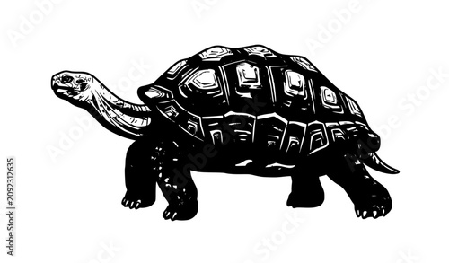 Turtle Tortoise Hand Drawn Vintage Illustration, Wild Reptile Bold Sketch Style Isolated on White Background