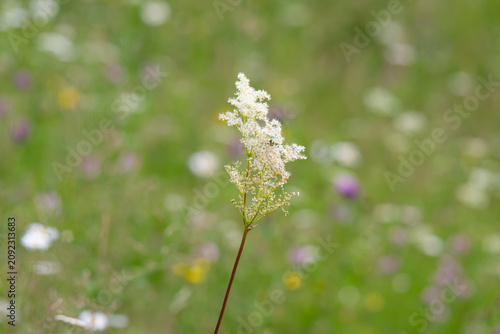 meadowsweet growing in a meadow