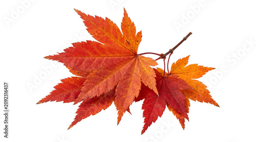 Fotografie Autumn maple leaves fall foliage vibrant orange color branch isolated on transparent background png