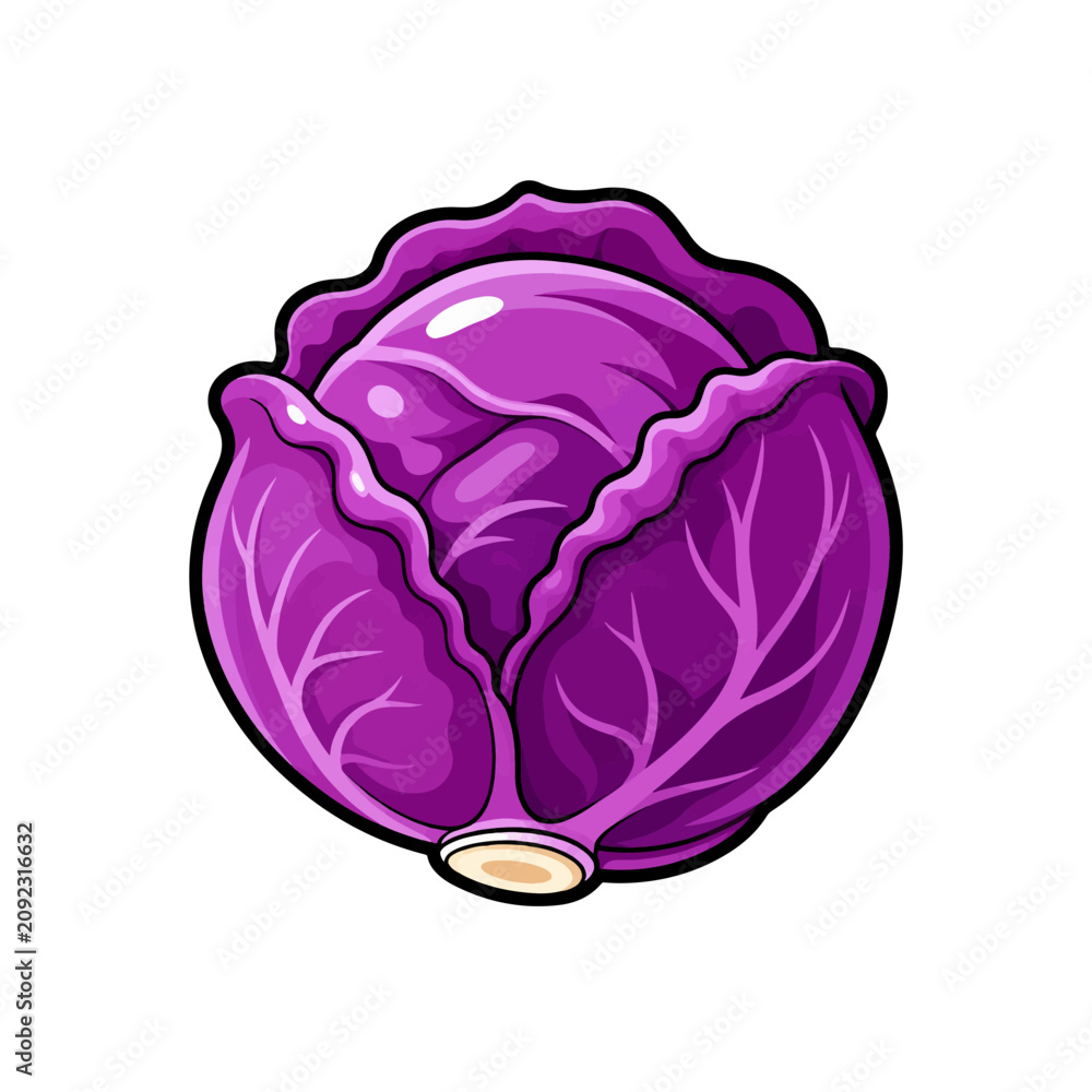 Obraz premium Purple Cabbage Vector