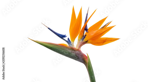 Принти на полотні Bird of paradise flower exotic orange blue color petals stem isolated on transparent background png