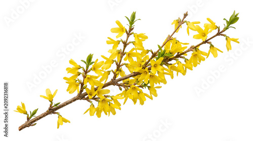 Obraz na plátně Blooming yellow forsythia branch with spring flowers isolated on transparent background png stock photo