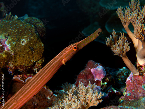 A Chinese trumpetfish (Aulostomus chinensis) waits motionless among soft corals, relying on camouflage and patience to ambush unsuspecting prey.