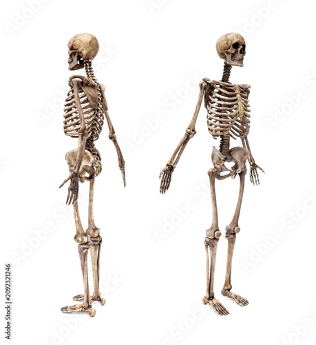 Bild auf Leinwand Dark human skeleton model set showing front, side, and back views
