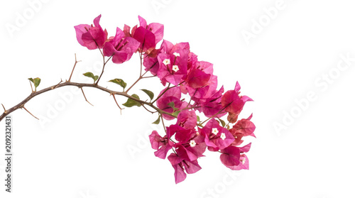 Cuadro en lienzo A vibrant bougainvillea branch displaying beautiful pink blooms, lush green foliage, thorny stem