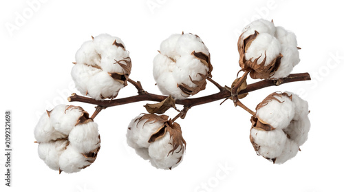 Quadro su tela Branch featuring fluffy white cotton bolls for natural harvest and textile industry decoration art