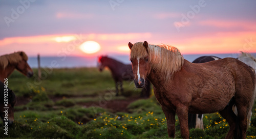 Bild auf Leinwand Portrait of a beautiful Icelandic horse with a long blonde mane standing in a green meadow during a colorful sunset in Iceland, surrounded by grazing horses and dramatic Nordic evening light