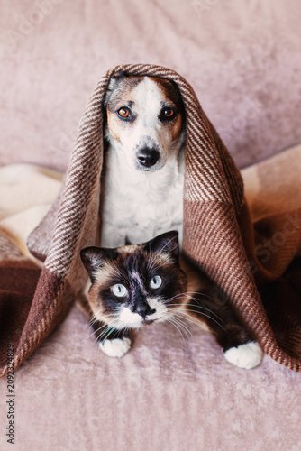 Jack Russell Terrier dog and Siamese cat resting together under a woolen blanket. Cute pets hiding on a couch. Cozy home atmosphere, animal friendship and bond, domestic life scene.