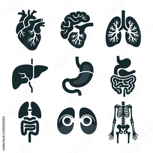 Human anatomy icons set internal organs and skeleton dark blue vector