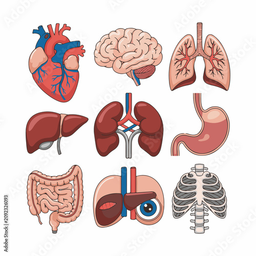 Human organs illustrated heart brain lungs liver kidneys stomach intestines ribs vector