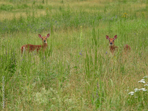 Photos White-tailed deer fawn hiding in the tall grass and munching on her favourite pl