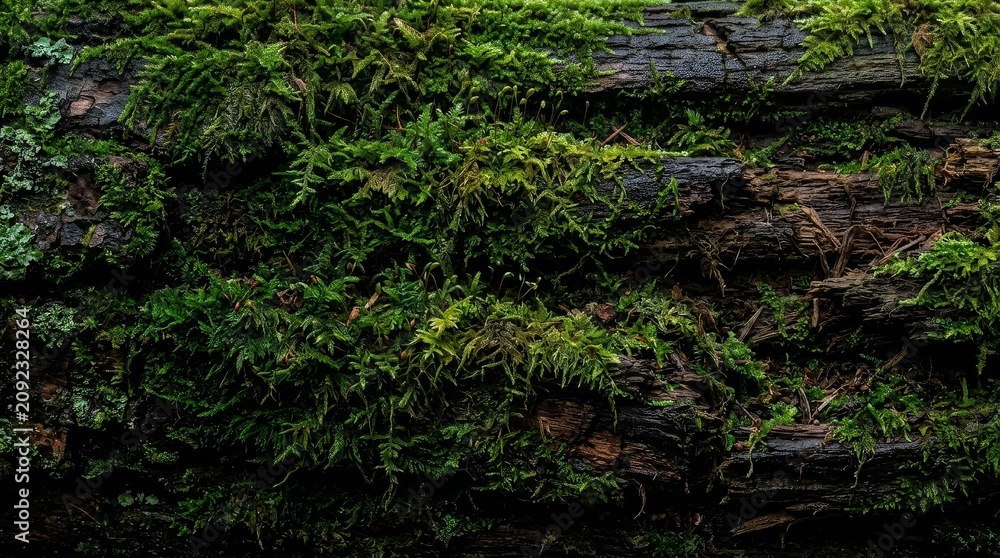 Fototapeta premium Mossy wood texture in deep shade close up detail