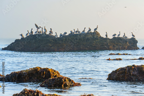 Group of Brown Pelicans Resting on Coastal Rocks Near Malibu Shoreline