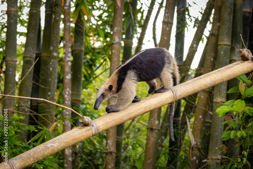 Northern tamandua anteater climbing on a thick bamboo branch in the rainforest