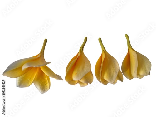 Four delicate fresh yellow frangipani flowers displayed against a crisp white background, highlighting their graceful form, vibrant color, and exotic charm