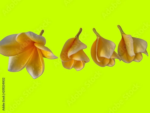 Four fresh yellow frangipani flowers isolated on a bright green background, emphasizing their vivid color, smooth petals, and timeless tropical beauty