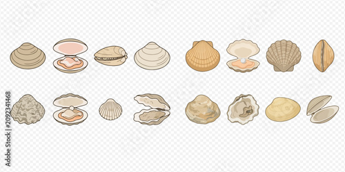 Photos Collection of various types of clams, oysters, and scallops, showcasing different bivalve mollusks in a detailed illustration