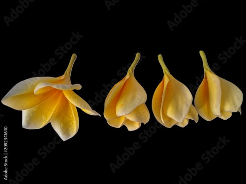 Four fresh yellow frangipani flowers isolated on a black background, emphasizing their vivid color, smooth petals, and timeless tropical beauty