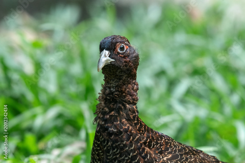 a melanistic pheasant among the grass looking for food