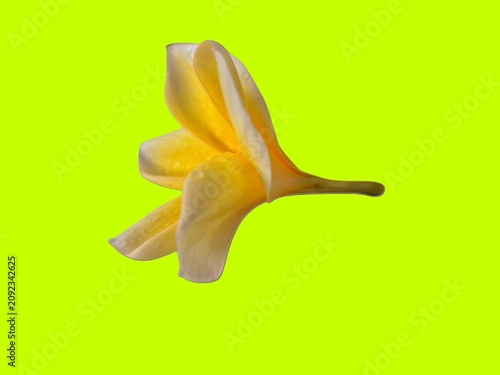 A close-up side view of a fresh yellow frangipani flower isolated on a bright green background, highlighting its smooth petals, vibrant golden center, and elegant tropical beauty