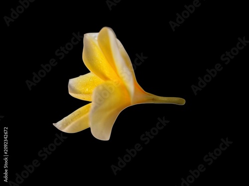 A macro side view of a vibrant yellow frangipani flower isolated on a black background. Fine petal details, smooth texture, and radiant tropical colors create a clean botanical image
