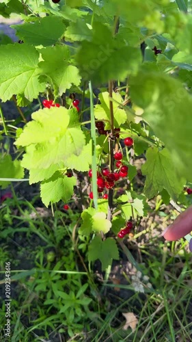 Close-up of ripe, juicy red currants hanging in clusters on a green bush branch, beautifully illuminated by bright morning sunlight in a backyard garden