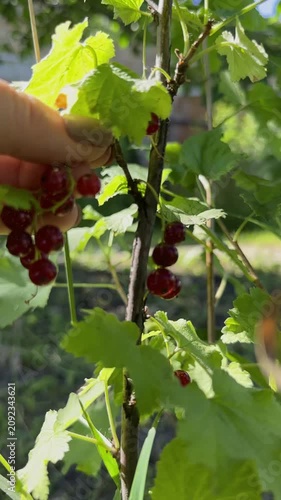 Close-up of ripe, juicy red currants hanging in clusters on a green bush branch, beautifully illuminated by bright morning sunlight in a backyard garden