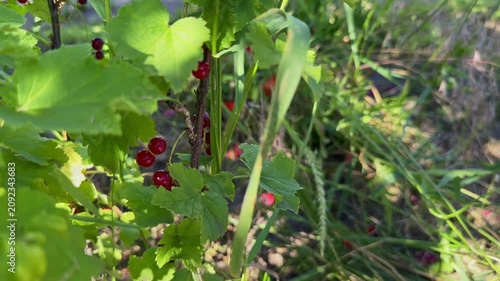 Close-up of ripe, juicy red currants hanging in clusters on a green bush branch, beautifully illuminated by bright morning sunlight in a backyard garden