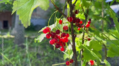 Close-up of ripe, juicy red currants hanging in clusters on a green bush branch, beautifully illuminated by bright morning sunlight in a backyard garden