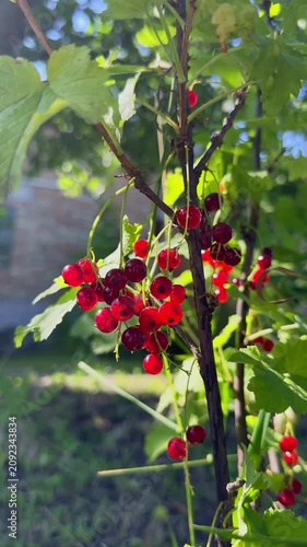 Close-up of ripe, juicy red currants hanging in clusters on a green bush branch, beautifully illuminated by bright morning sunlight in a backyard garden