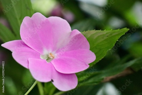 Pink Garden Flower Close Up with Soft Green Foliage Background