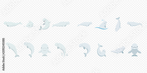 Tableau sur toile Beluga whale cartoon character set in various poses, vector illustration for ocean life and marine animal designs