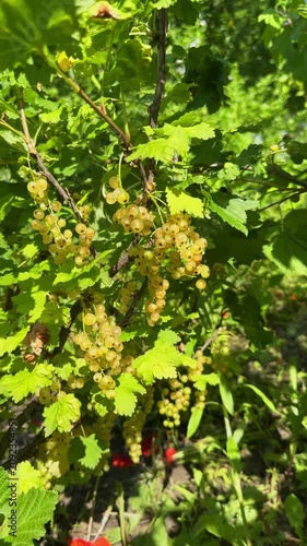 Close-up of ripe, translucent white currants hanging in heavy clusters on a green bush branch, beautifully backlit by bright summer sunlight