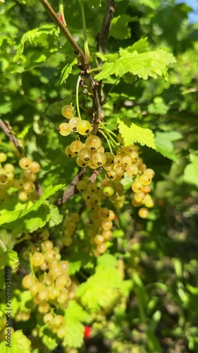 Close-up of ripe, translucent white currants hanging in heavy clusters on a green bush branch, beautifully backlit by bright summer sunlight