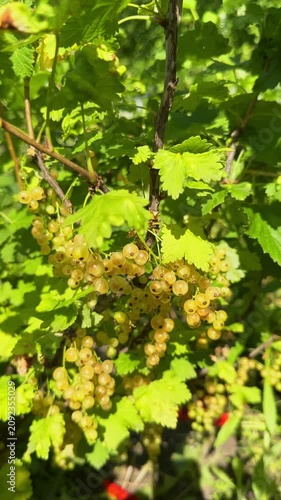 Close-up of ripe, translucent white currants hanging in heavy clusters on a green bush branch, beautifully backlit by bright summer sunlight